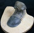 Beautifully Preserved Paralejurus Trilobite - #7895-2